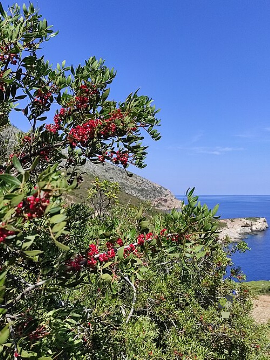 ΣΧΙΝΟΣ – Pistacia lentiscus - 4
